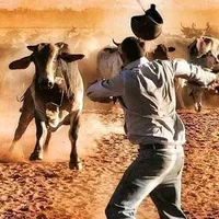 original sound - arley240