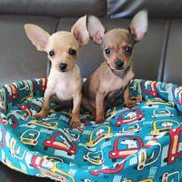 pinscher_mini_goiania