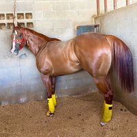 carreras.d.caballos