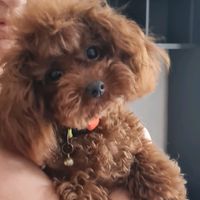 toy_poodle_red_brown_ua