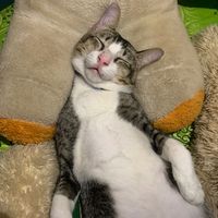 suara asli - Scorpio❤️🫶🏻