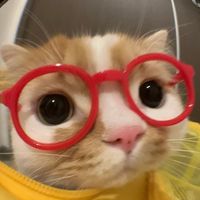 American Idiot...but make it an existential crisis