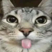 only sigmas use this amazing audio