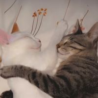 petfunnycat0