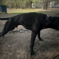 chrisgamedogs