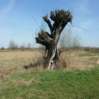 dźwięk oryginalny