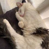 kittypawie