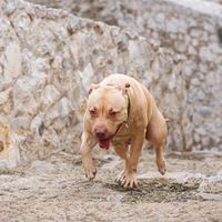 _psiho.pitbull.srb