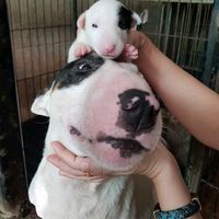 farmbullterriercm