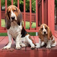 lazybassets