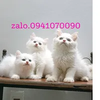 original sound - meocanh_hn