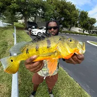 original sound - bird28thegr8