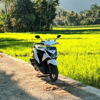 suara asli - Whiterly V2