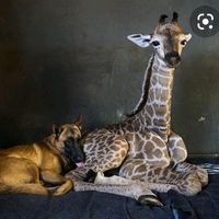 hund.giraffe._.sind.dumm