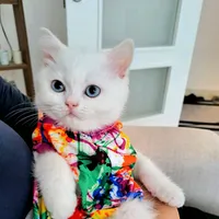 original sound - thefiruzee