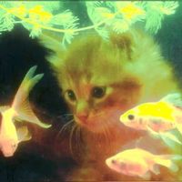 fishy.tank