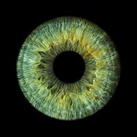green_color_eye1