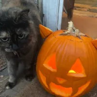 original sound - madhattercatty