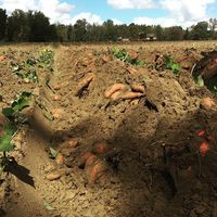 broke_nc_farmer