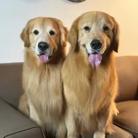 original sound - rocconnikodagoldens