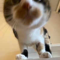 Twina Mwihoko Nigukwagira