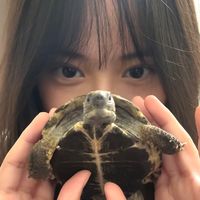turtle_pipi