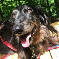 nathanieltheweinerdog