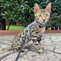 hernan_bengali_cat