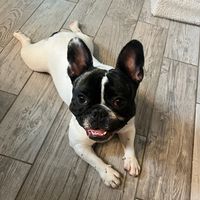 lunatheloonyfrenchie