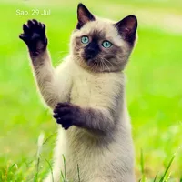 original sound - user12cx54yy