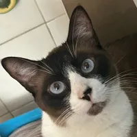 original sound - vmbrasil98