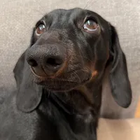 original sound - vitadarocky