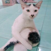 suara asli - clarissa · Mengikuti