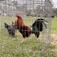 jimmygamefarm
