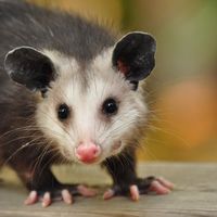 awesomepossum161