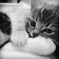 оригинальный звук