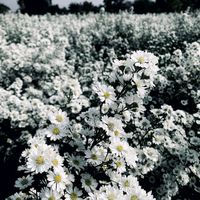 ginaria_2026