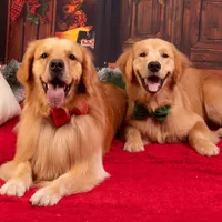 De que cielo me he caído