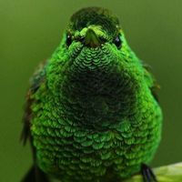 birdvideos1