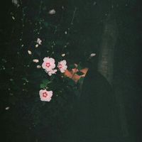 lyricbr_