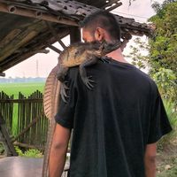 suara asli - Almera Enamsembilan