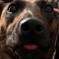 rummymalinois