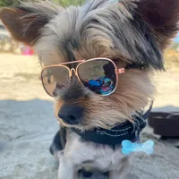 original sound - rocco.dog