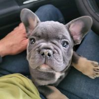 bowser.frenchie