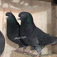 barzan.eskan