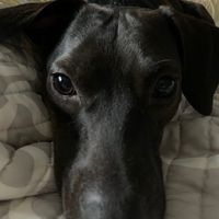 sadiewho5