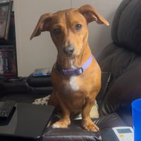 TikTok Tag by Nova The Dachshund Pup