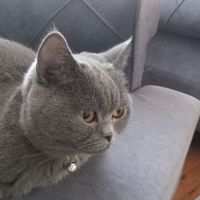 ferdicib