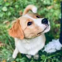 hedda_the_border.collie