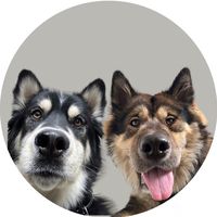 apolloandbandit